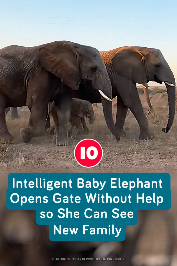 Intelligent Baby Elephant Opens Gate Without Help so She Can See New Family