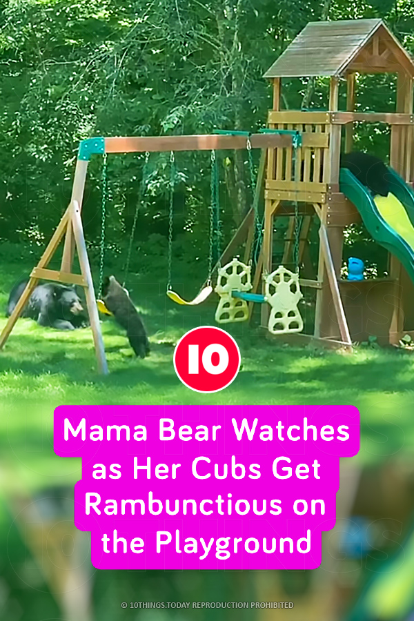 Mama Bear Watches as Her Cubs Get Rambunctious on the Playground