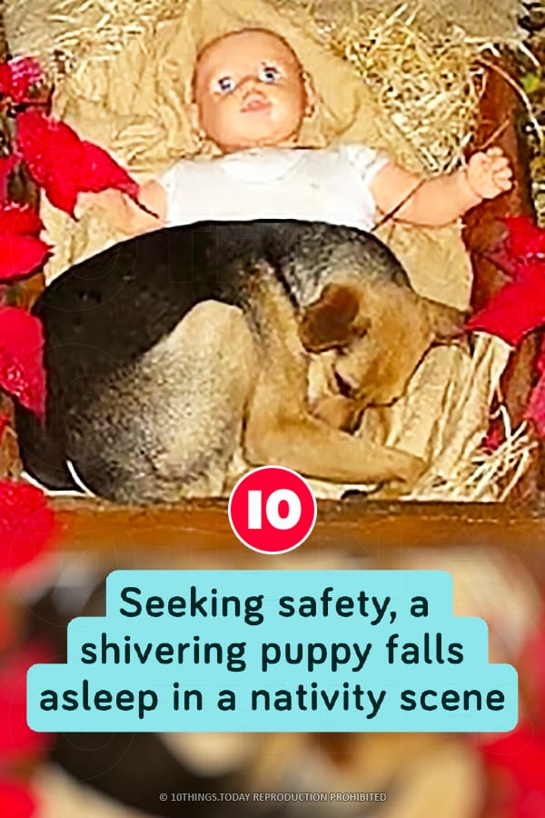 Seeking safety, a shivering puppy falls asleep in a nativity scene