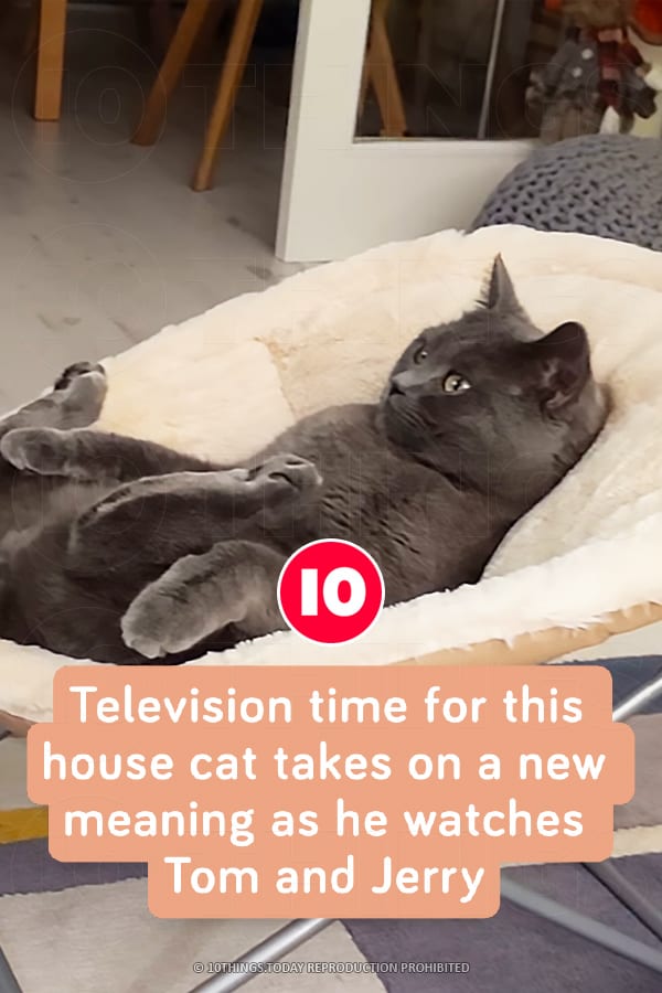 Television time for this house cat takes on a new meaning as he watches Tom and Jerry