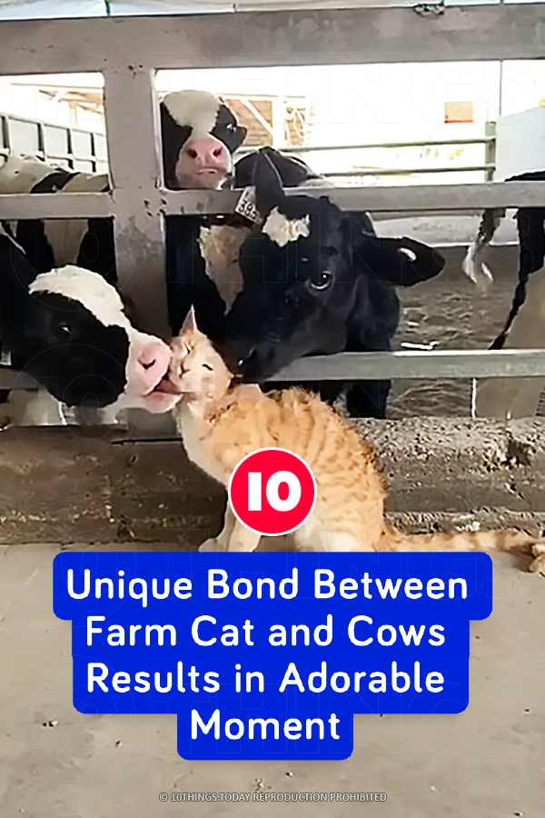 Unique Bond Between Farm Cat and Cows Results in Adorable Moment