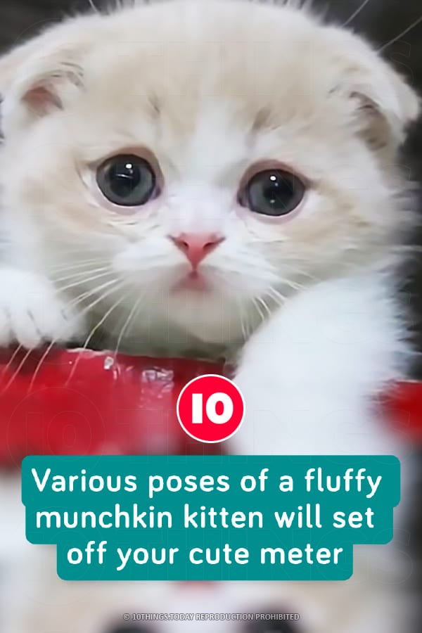 Various poses of a fluffy munchkin kitten will set off your cute meter