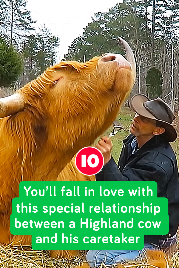 You’ll fall in love with this special relationship between a Highland cow and his caretaker