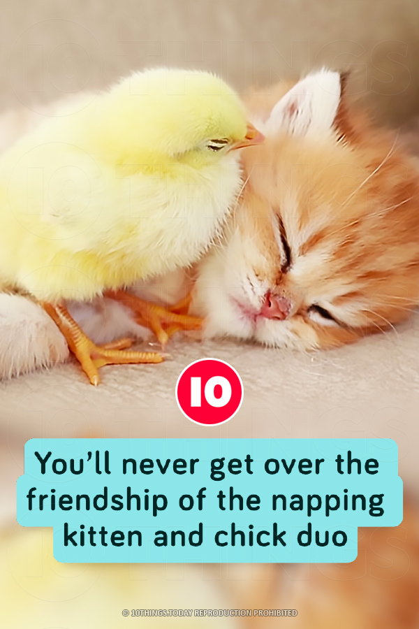 You’ll never get over the friendship of the napping kitten and chick duo