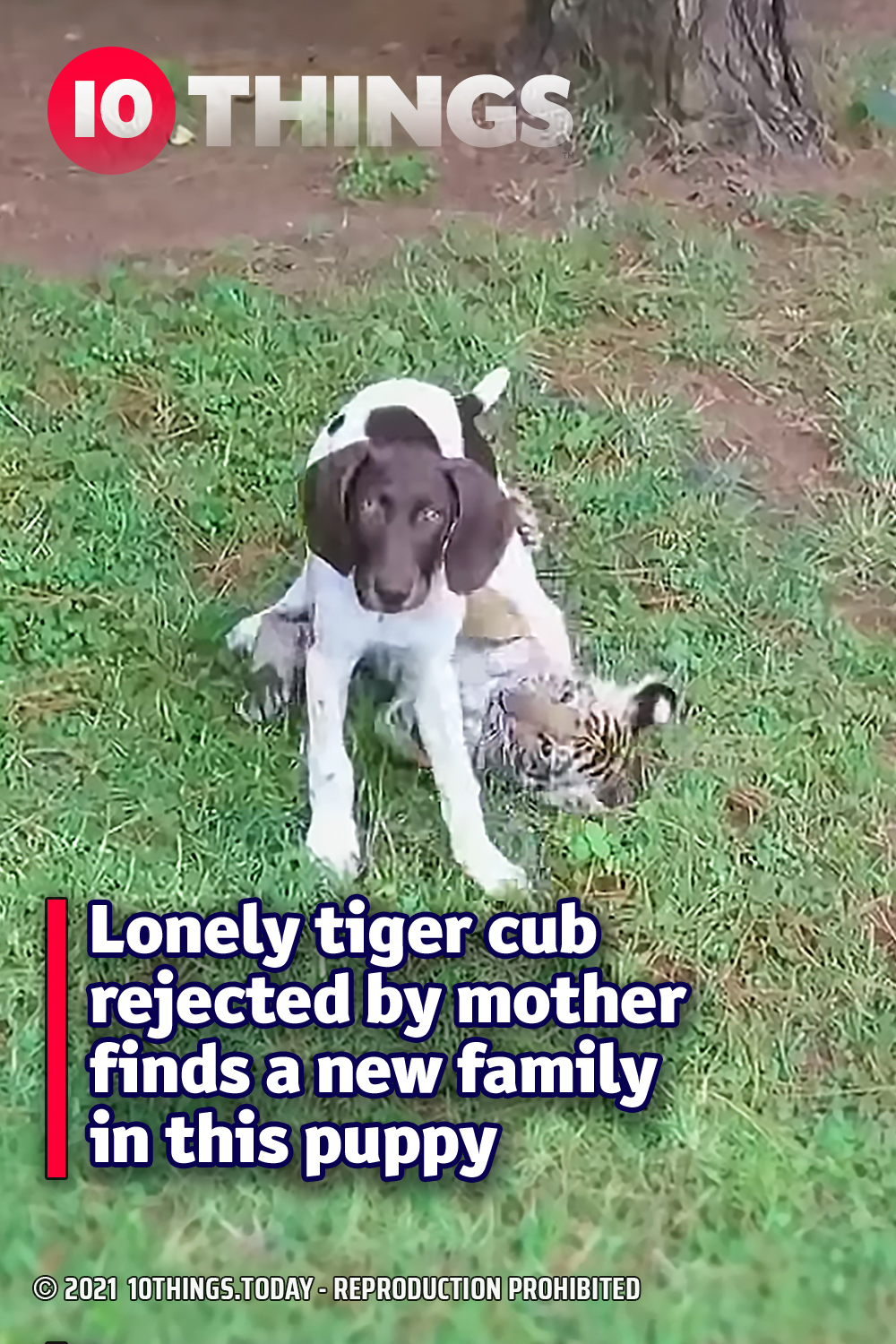 Lonely tiger cub rejected by mother finds a new family in this puppy