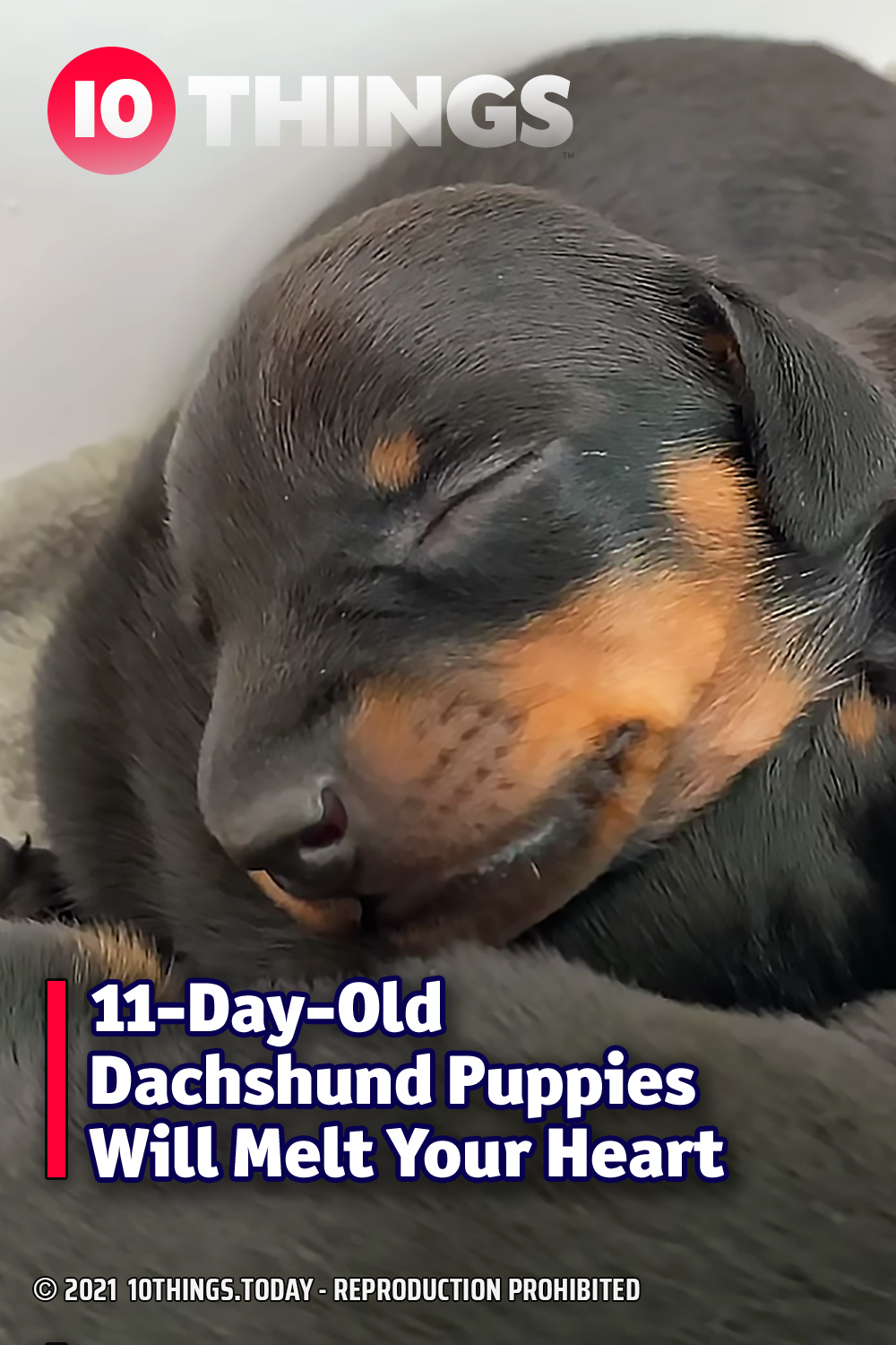 11-Day-Old Dachshund Puppies Will Melt Your Heart