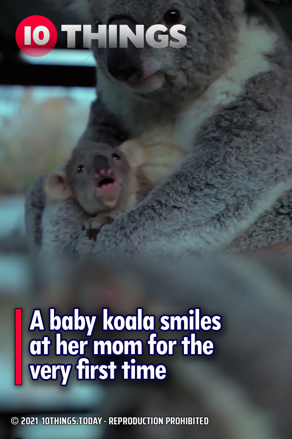A baby koala smiles at her mom for the very first time