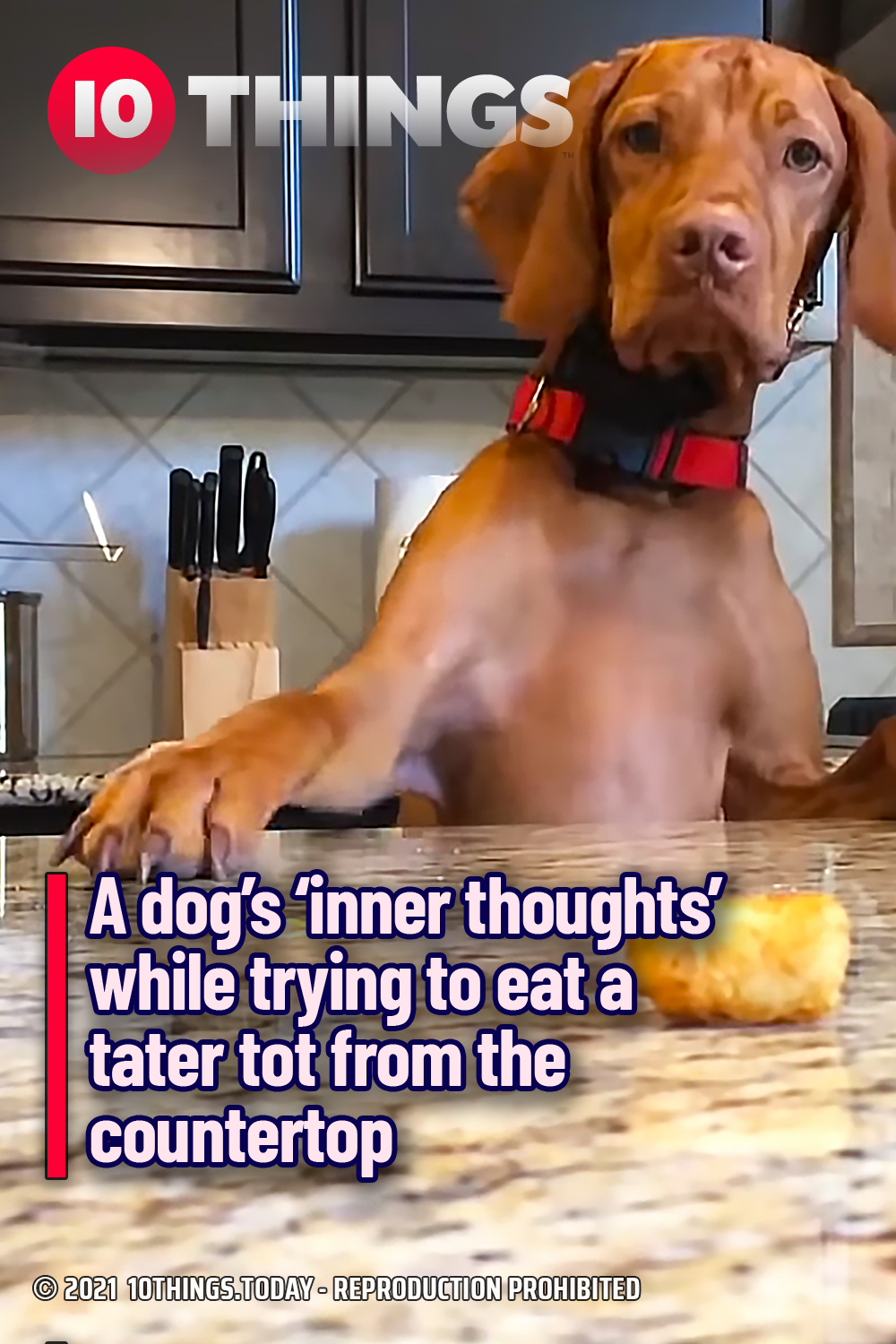 A dog’s ‘inner thoughts’ while trying to eat a tater tot from the countertop