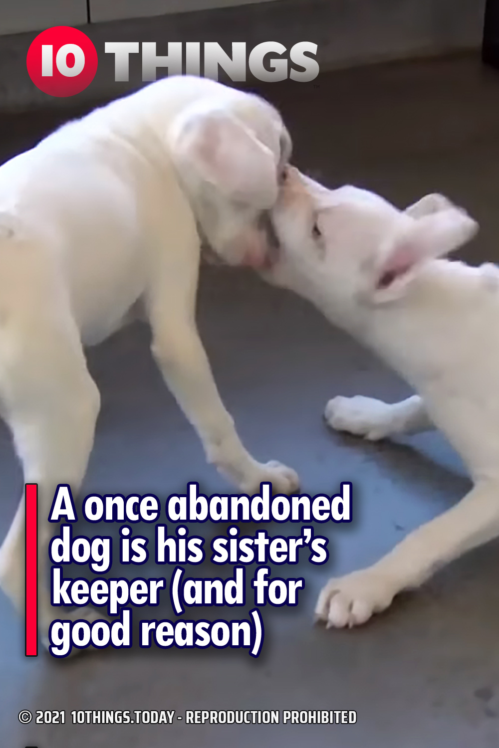 A once abandoned dog is his sister’s keeper (and for good reason)