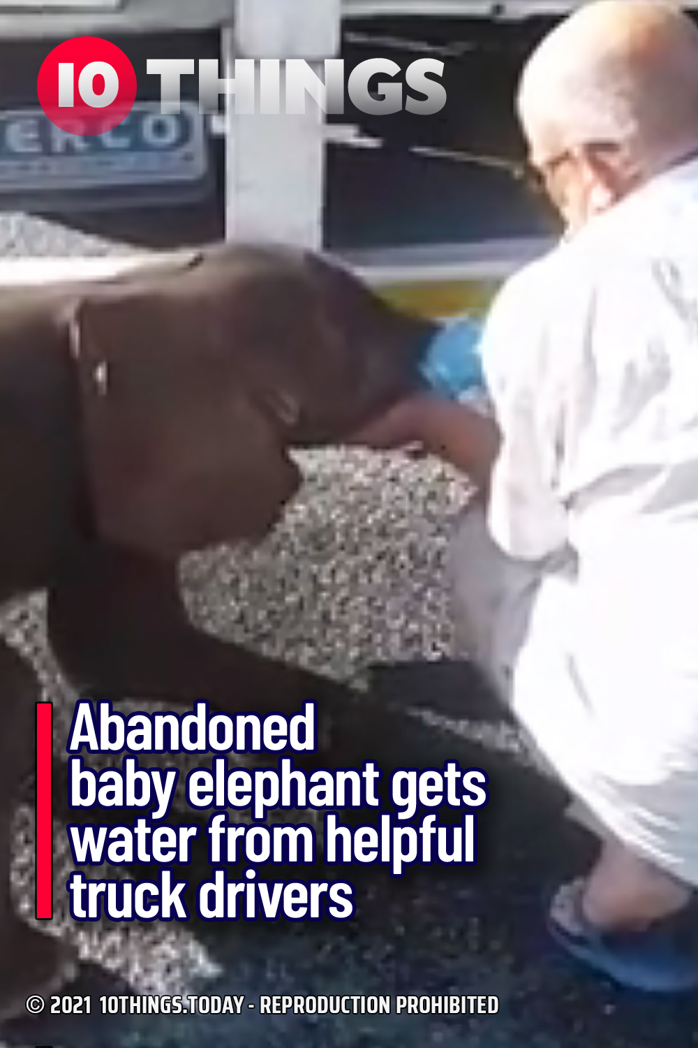 Abandoned baby elephant gets water from helpful truck drivers