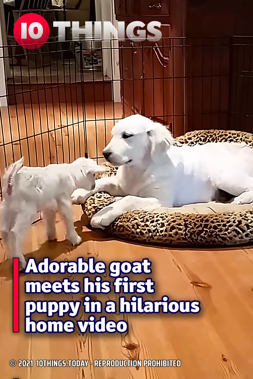 Adorable goat meets his first puppy in a hilarious home video