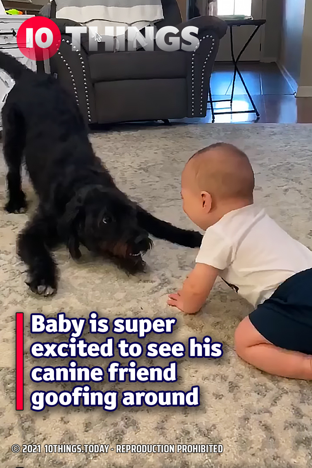 Baby is super excited to see his canine friend goofing around