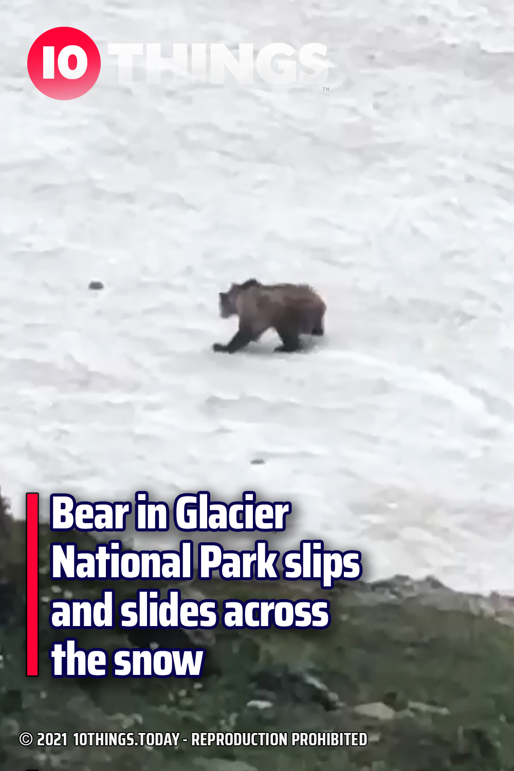 Bear in Glacier National Park slips and slides across the snow