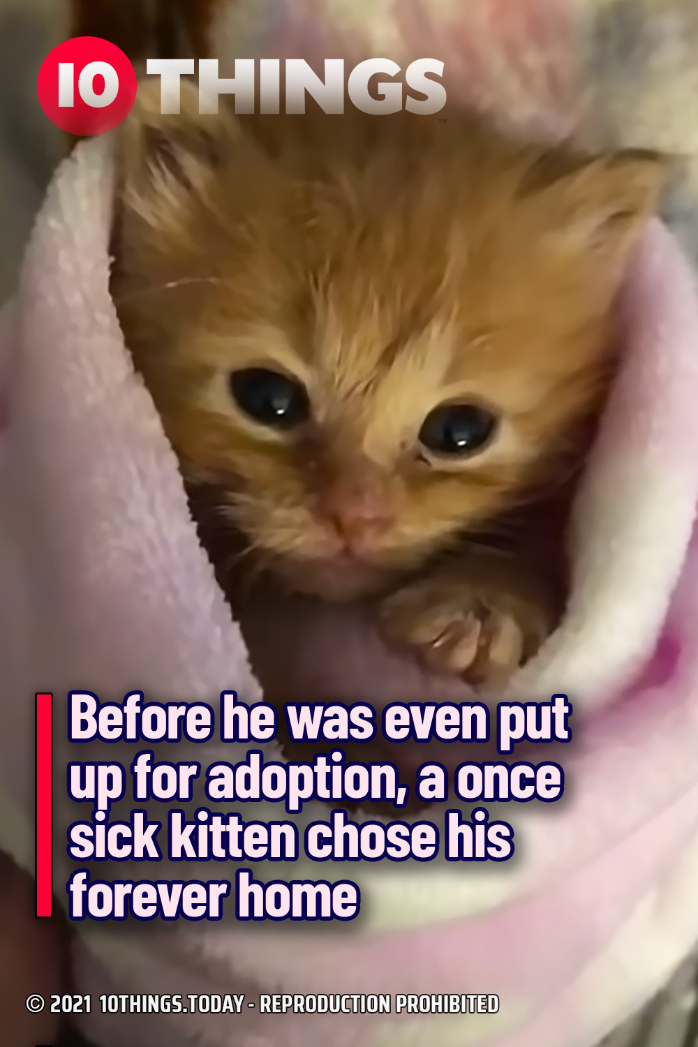 Before he was even put up for adoption, a once sick kitten chose his forever home