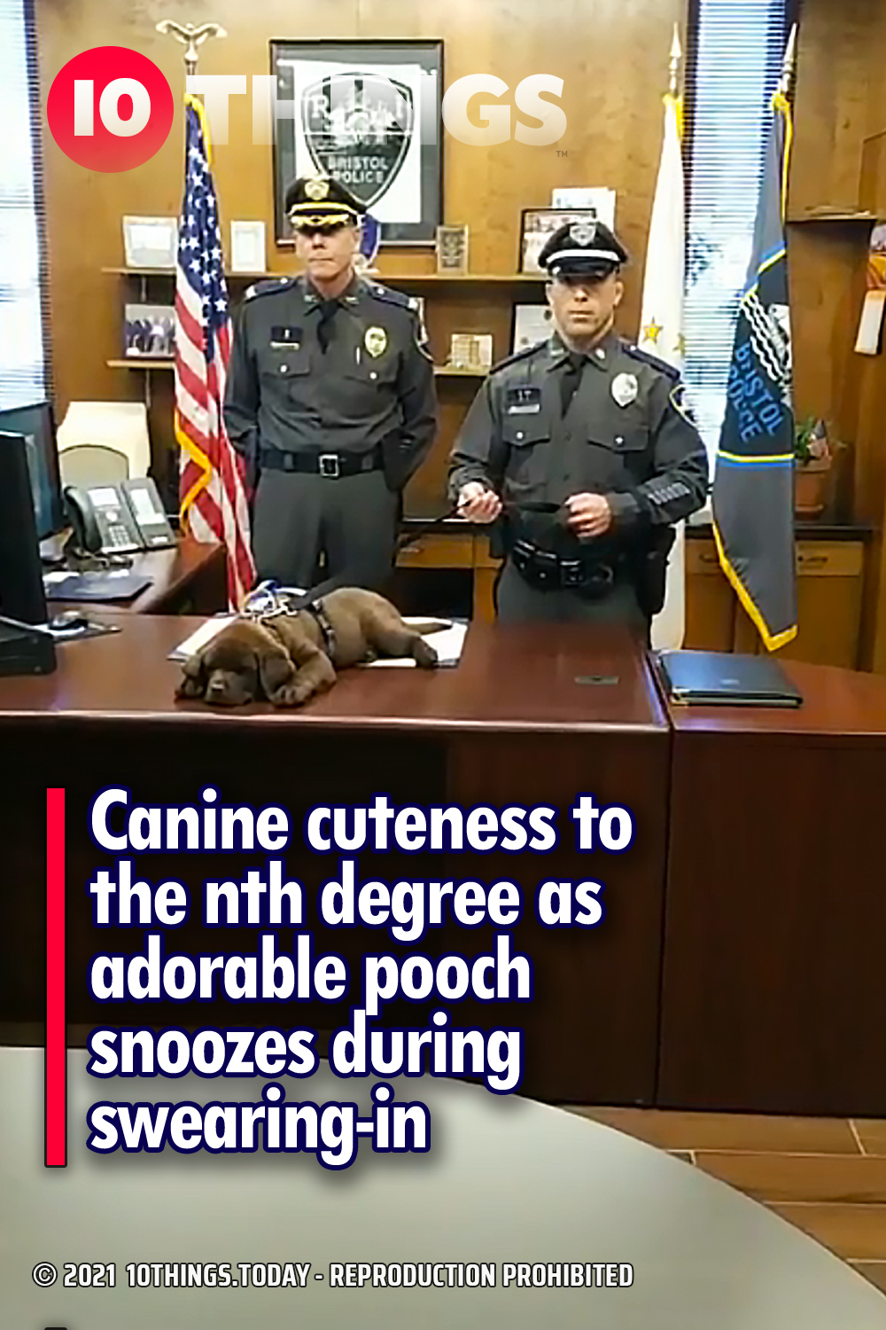 Canine cuteness to the nth degree as adorable pooch snoozes during swearing-in