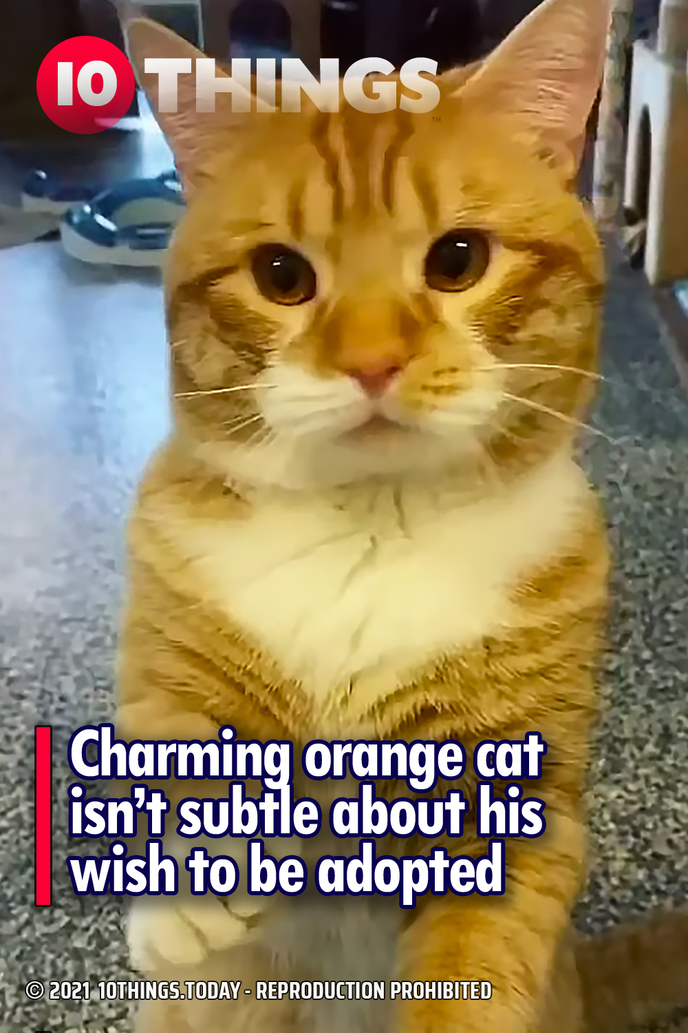 Charming orange cat isn’t subtle about his wish to be adopted