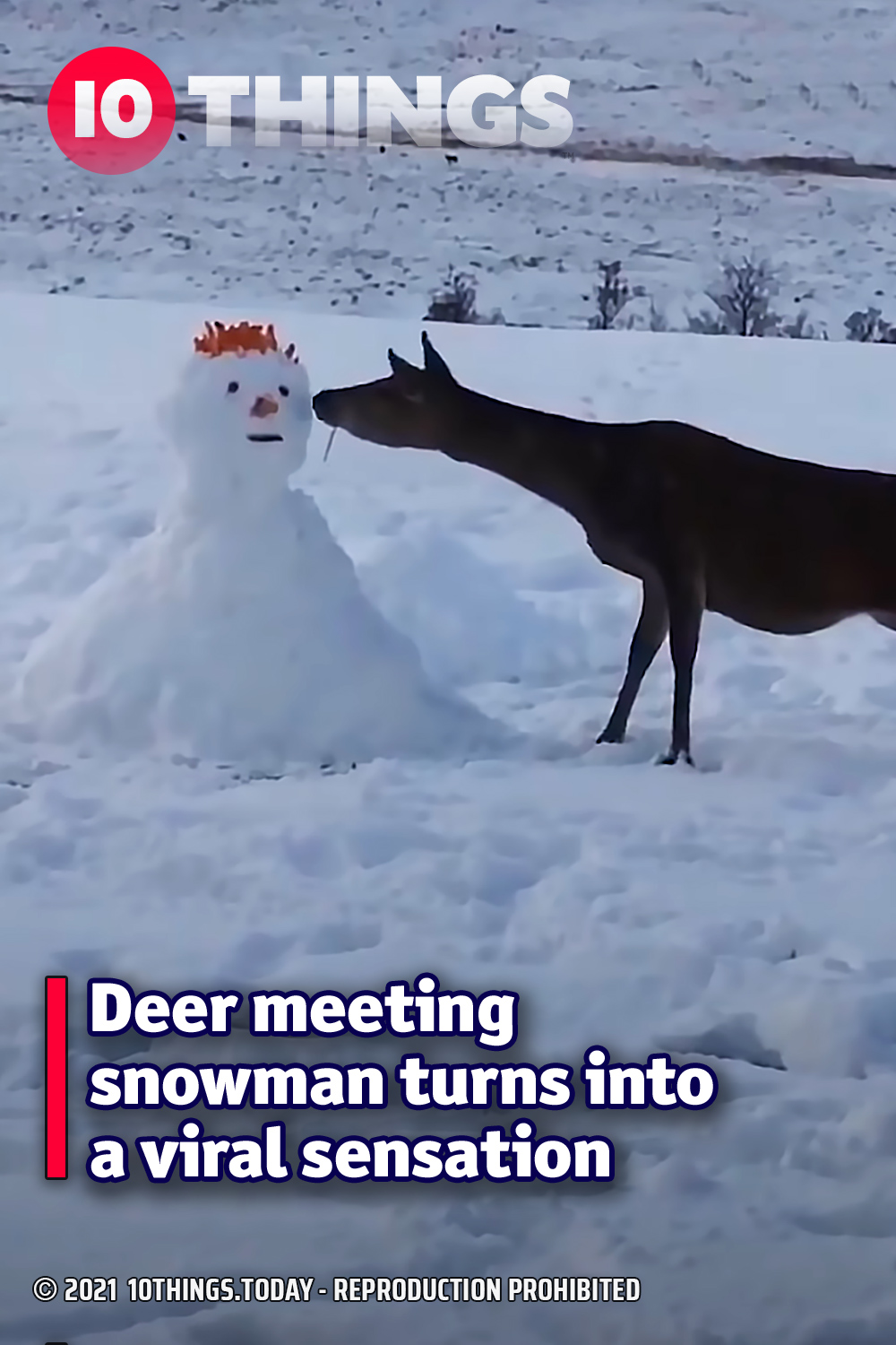 Deer meeting snowman turns into a viral sensation