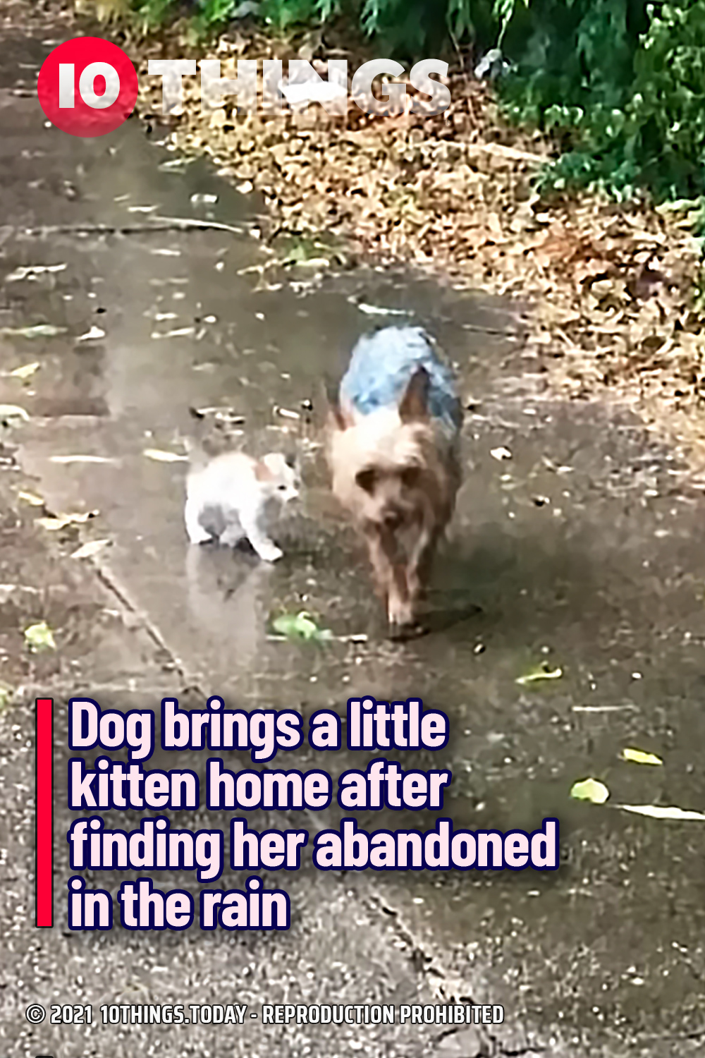 Dog brings a little kitten home after finding her abandoned in the rain