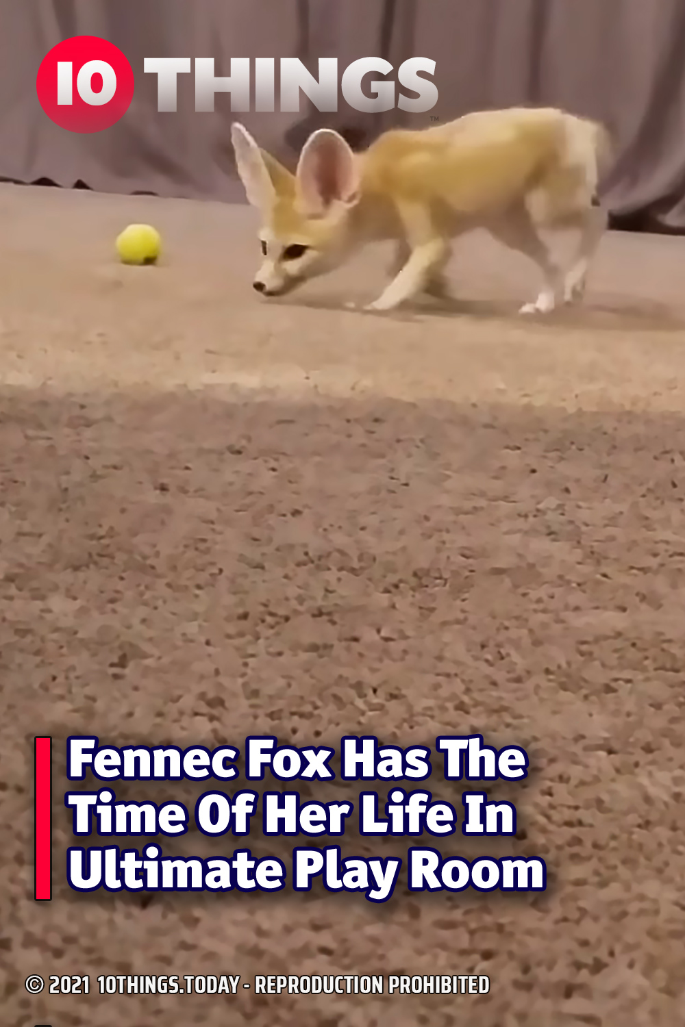 Fennec Fox Has The Time Of Her Life In Ultimate Play Room