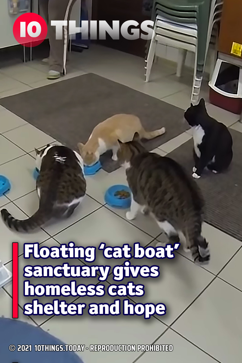 Floating ‘cat boat’ sanctuary gives homeless cats shelter and hope