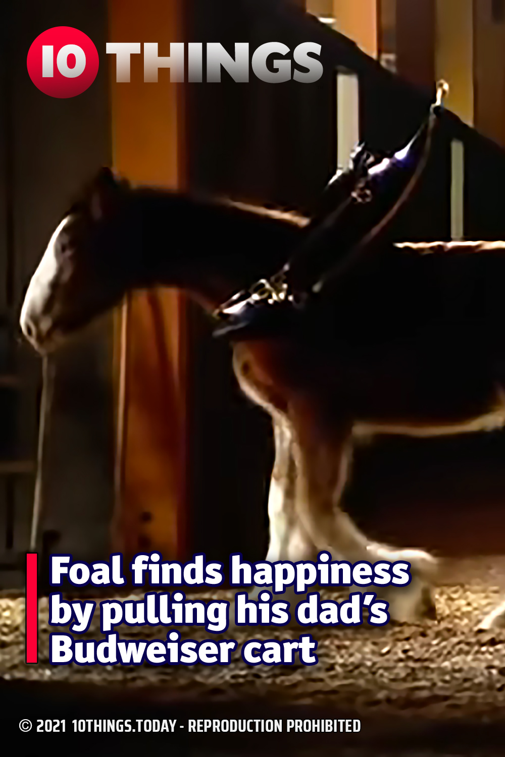 Foal finds happiness by pulling his dad’s Budweiser cart