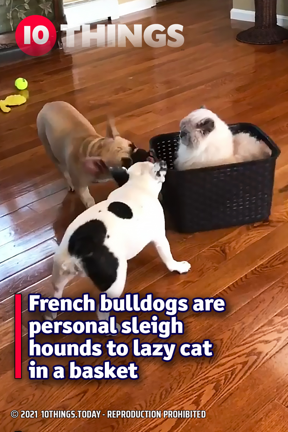 French bulldogs are personal sleigh hounds to lazy cat in a basket