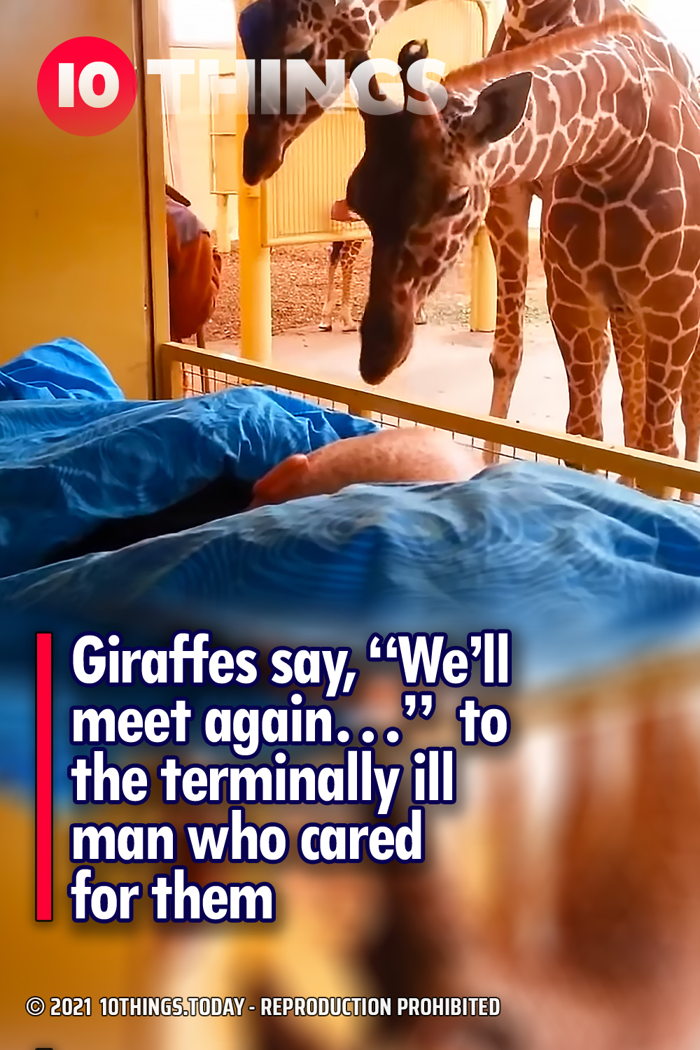 Giraffes say, “We’ll meet again…”  to the terminally ill man who cared for them