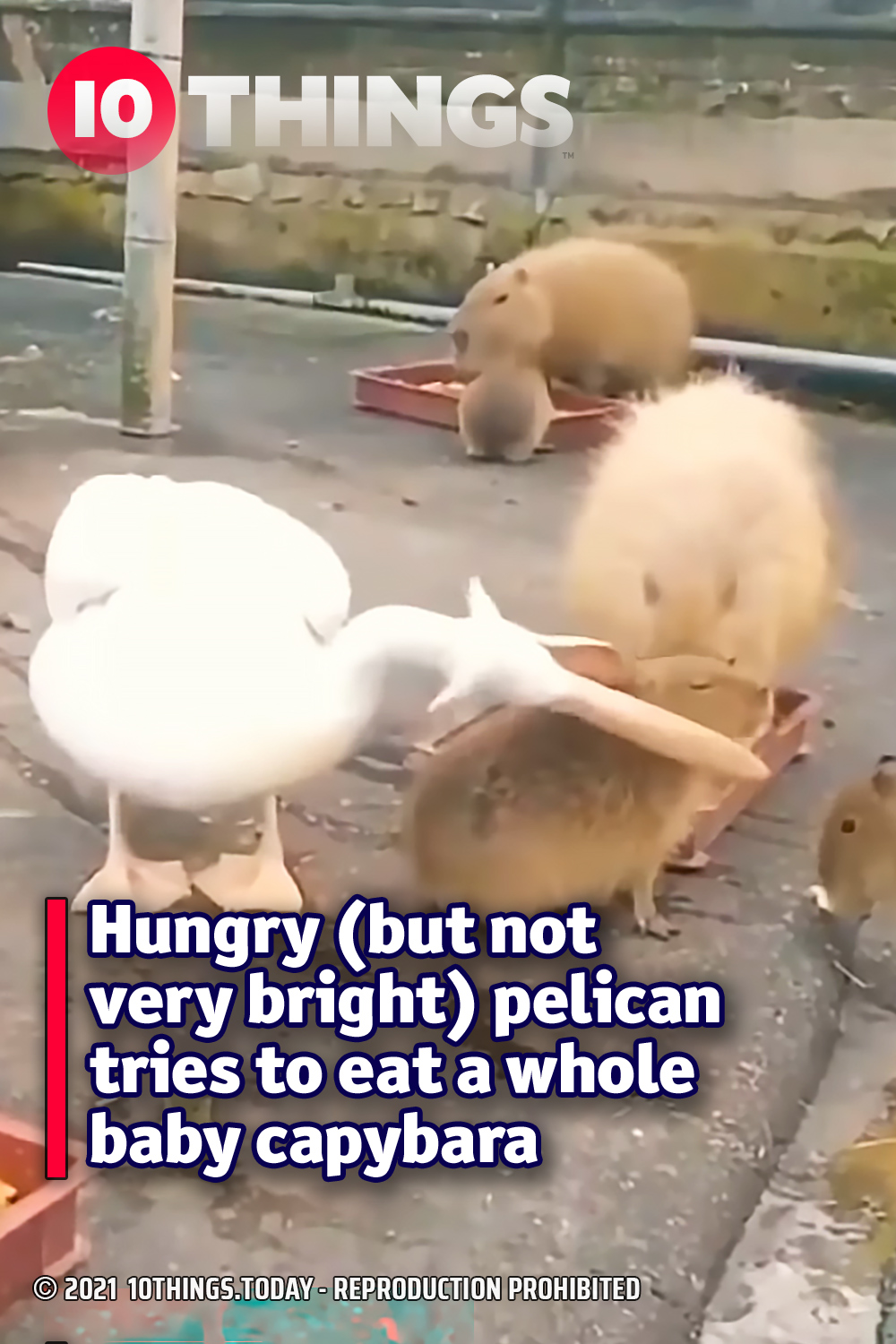 Hungry (but not very bright) pelican tries to eat a whole baby capybara