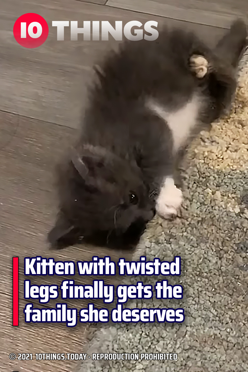 Kitten with twisted legs finally gets the family she deserves