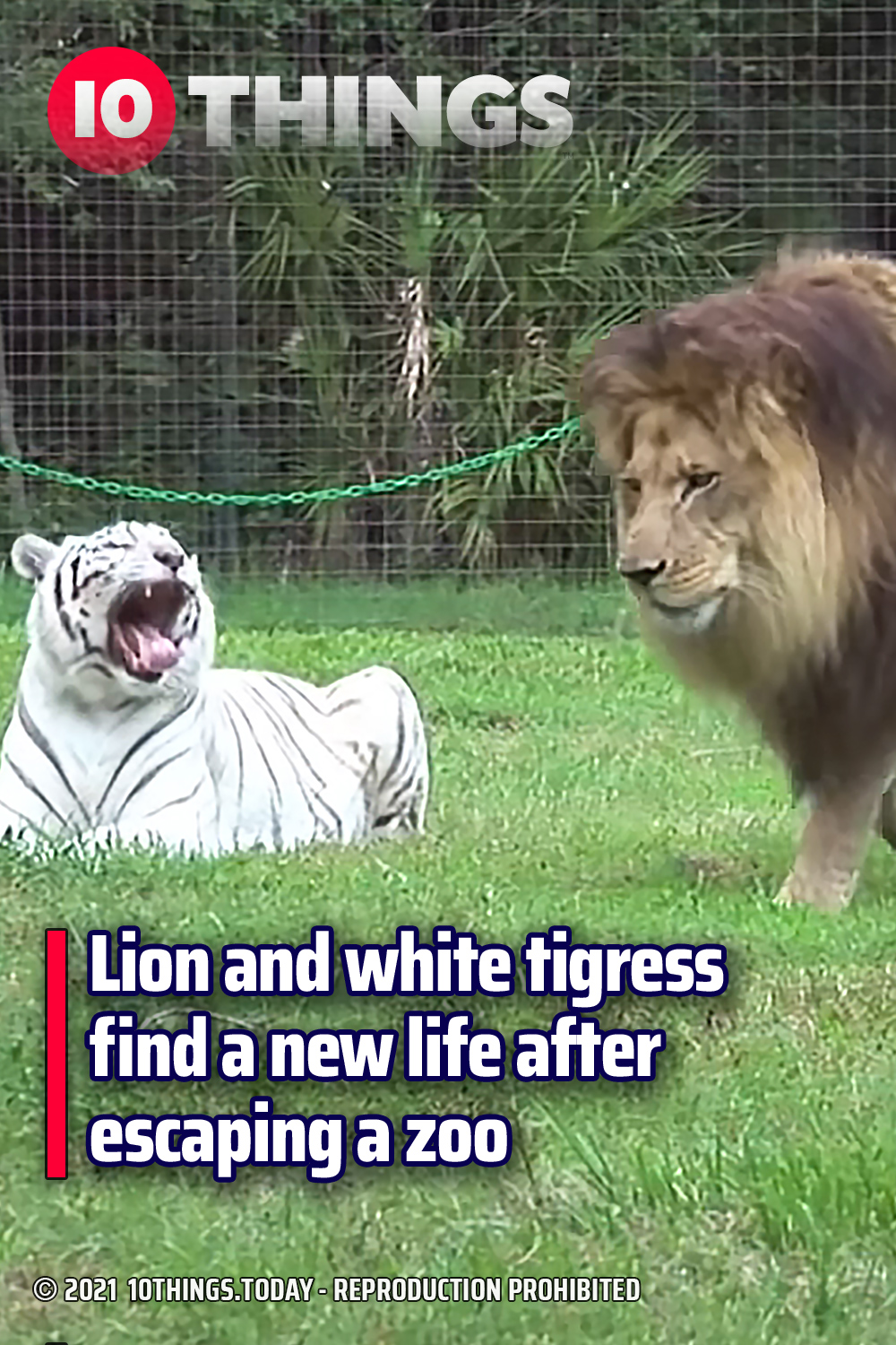 Lion and white tigress find a new life after escaping a zoo