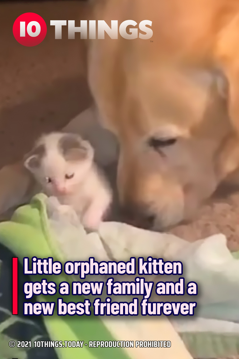 Little orphaned kitten gets a new family and a new best friend furever
