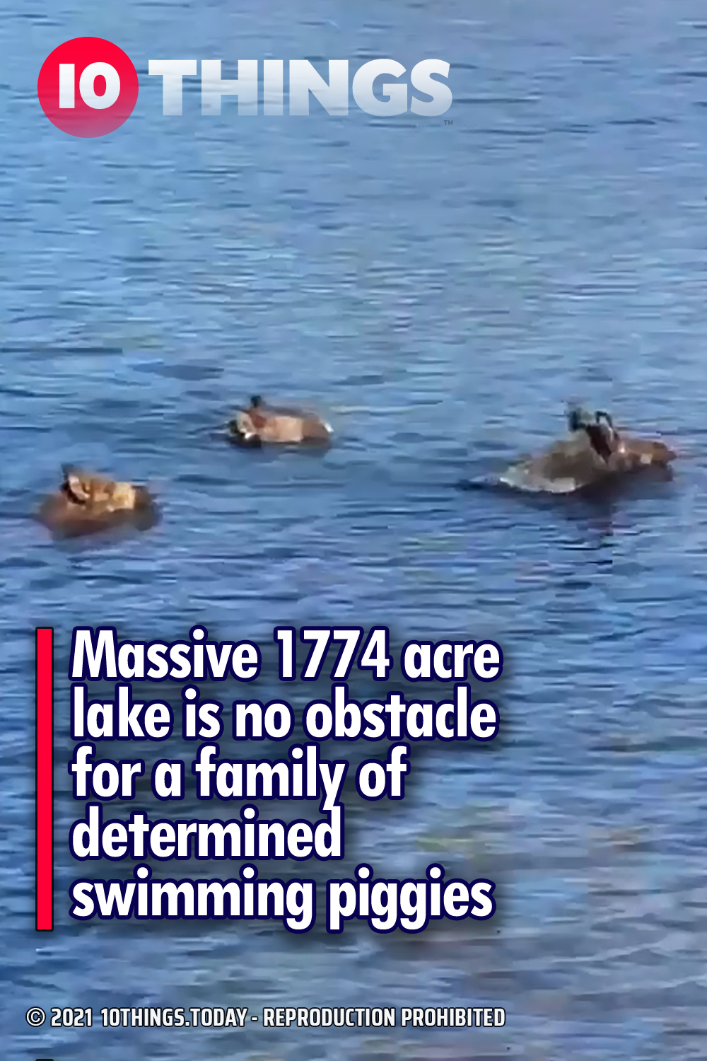 Massive 1774 acre lake is no obstacle for a family of determined swimming piggies