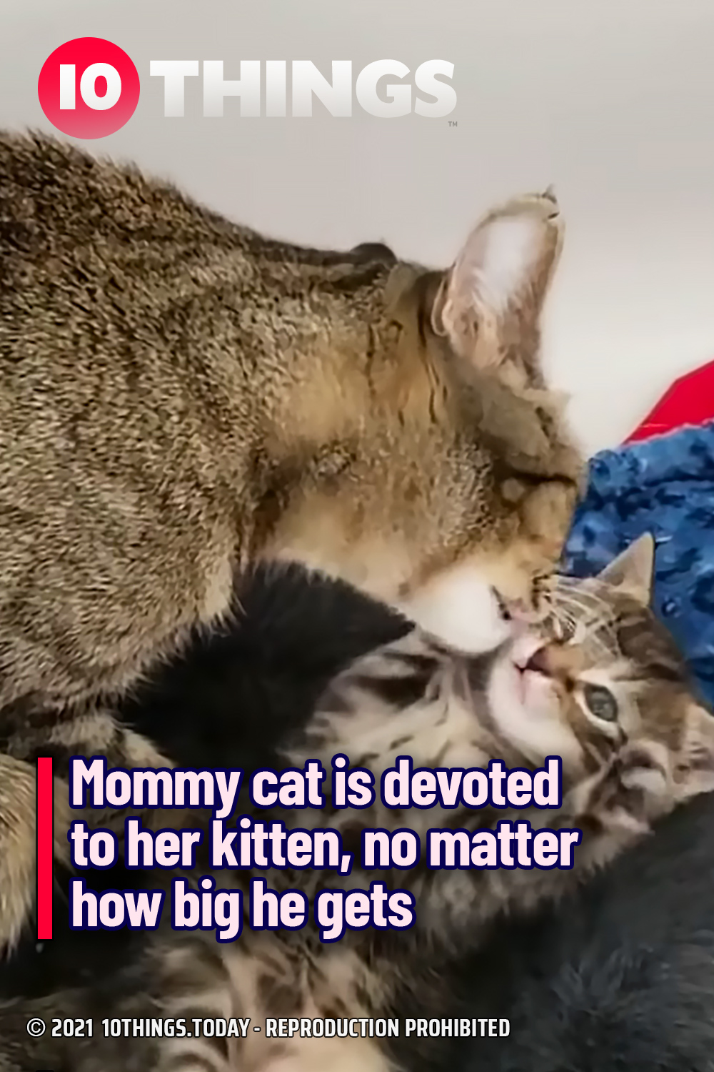 Mommy cat is devoted to her kitten, no matter how big he gets
