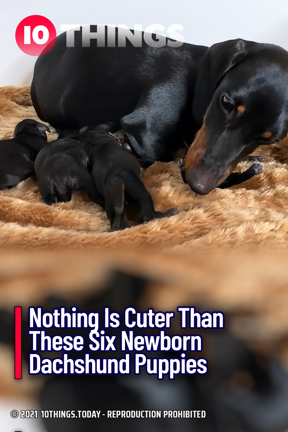 Nothing Is Cuter Than These Six Newborn Dachshund Puppies