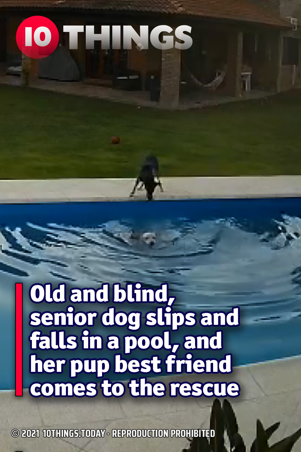 Old and blind, senior dog slips and falls in a pool, and her pup best friend comes to the rescue