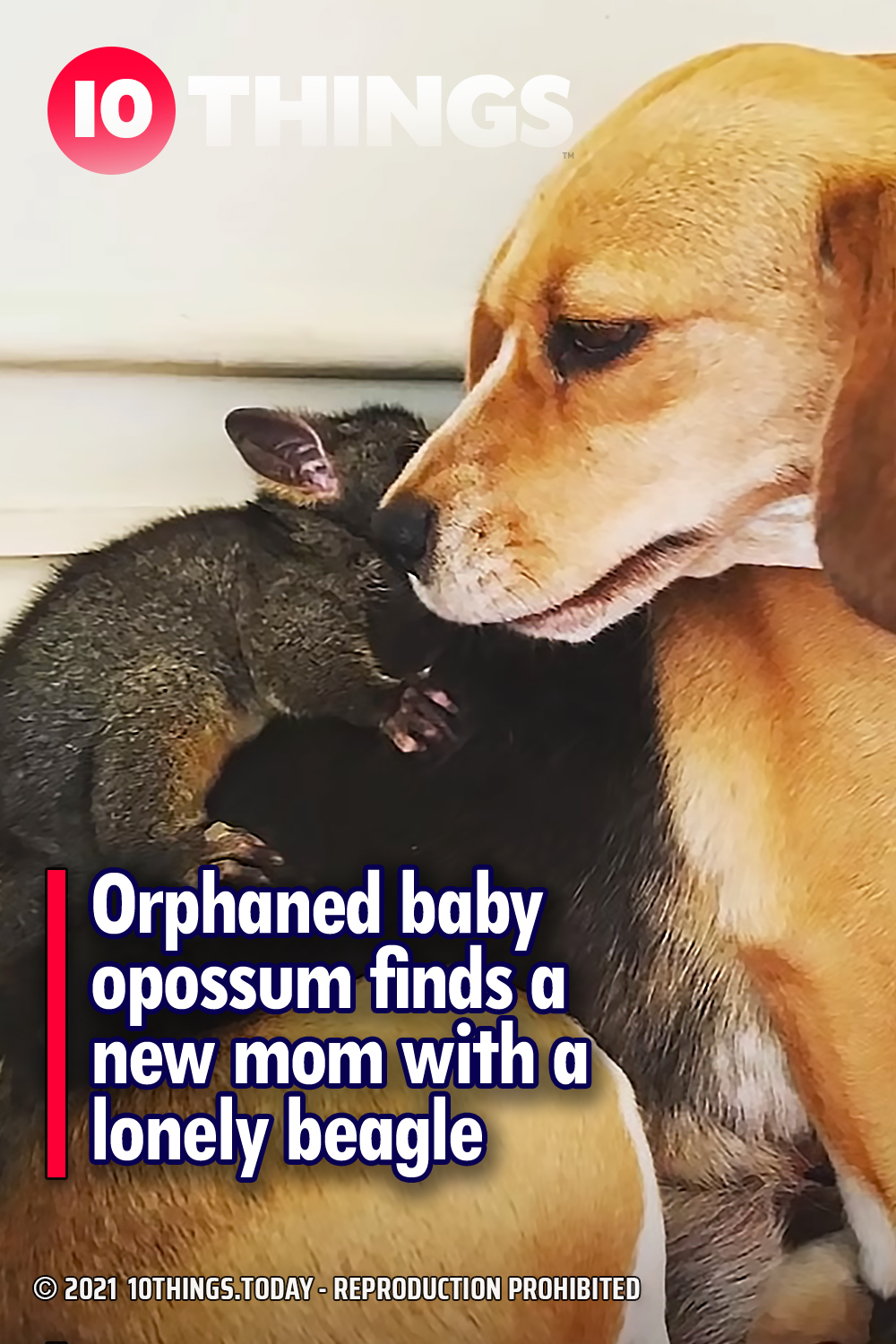 Orphaned baby opossum finds a new mom with a lonely beagle