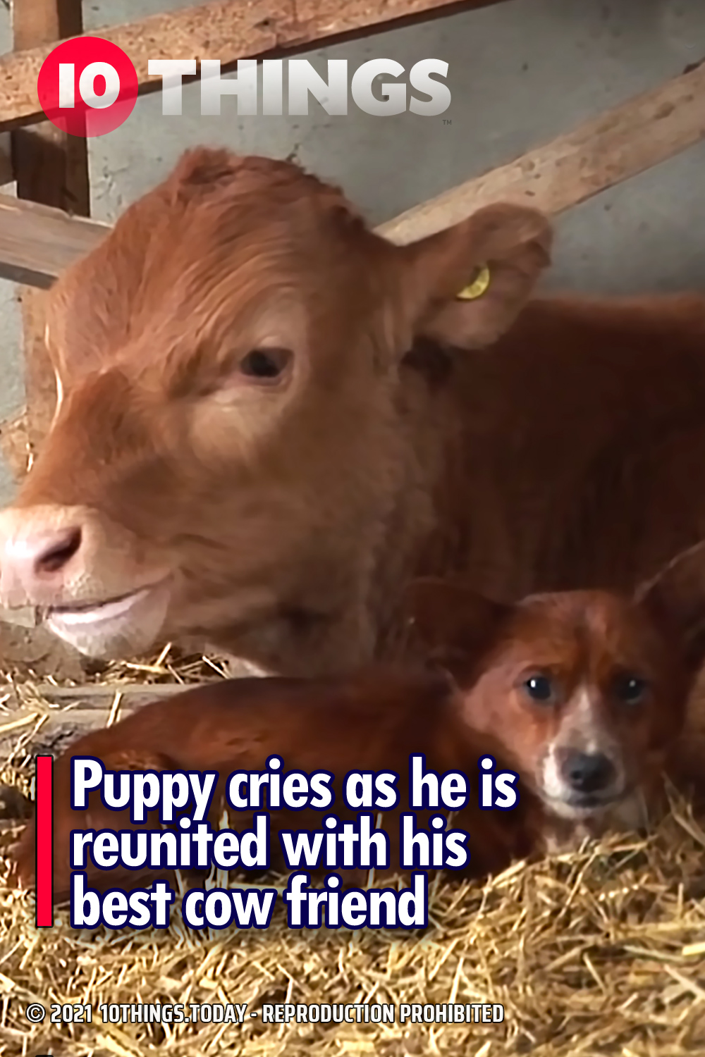 Puppy cries as he is reunited with his best cow friend