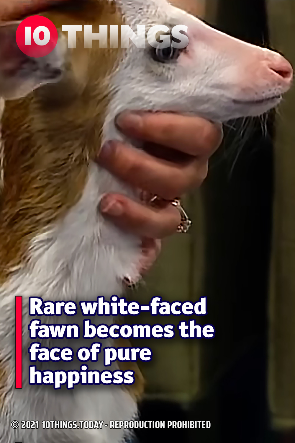 Rare white-faced fawn becomes the face of pure happiness