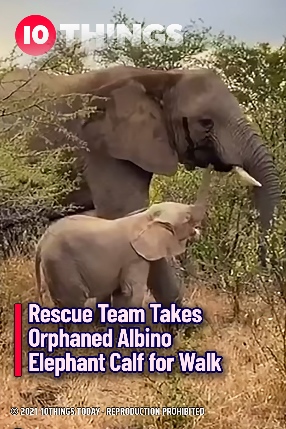 Rescue Team Takes Orphaned Albino Elephant Calf for Walk