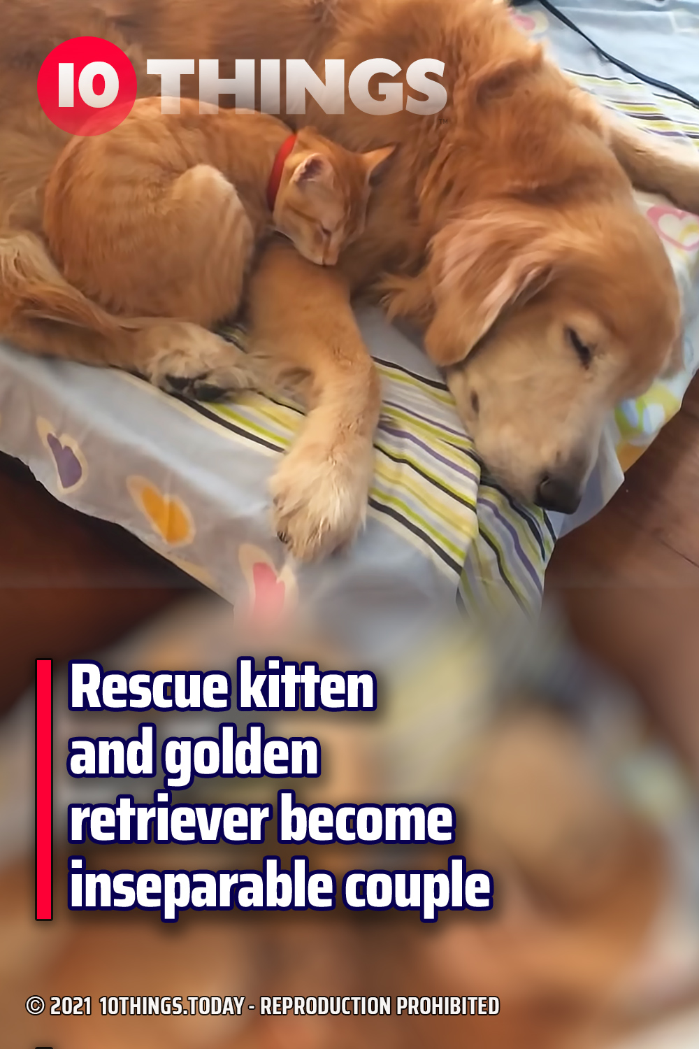 Rescue kitten and golden retriever become inseparable couple