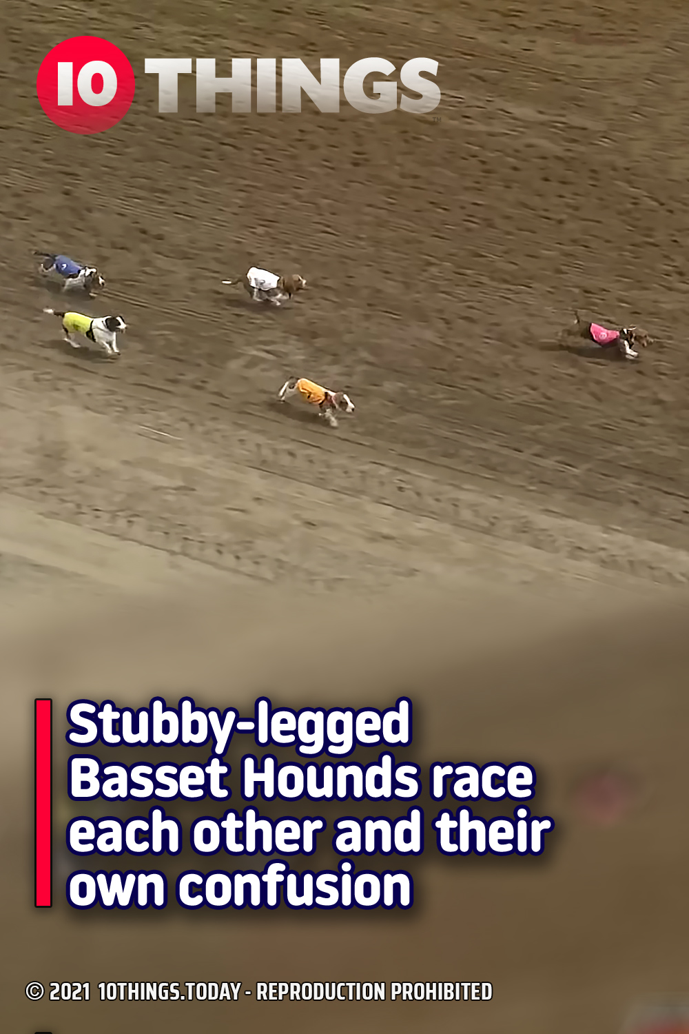Stubby-legged Basset Hounds race each other and their own confusion
