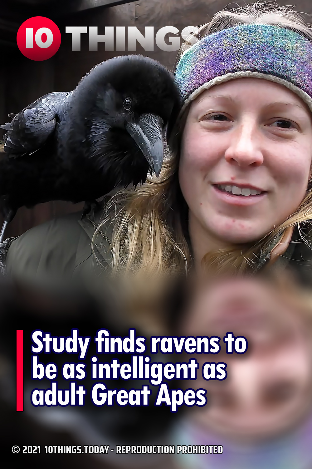 Study finds ravens to be as intelligent as adult Great Apes