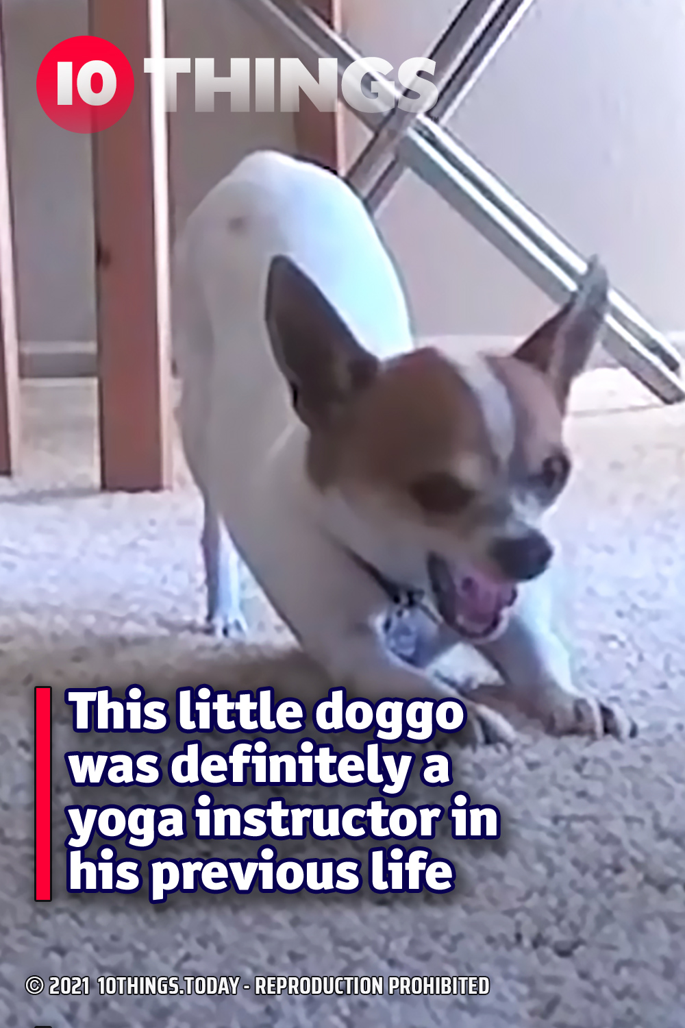 This little doggo was definitely a yoga instructor in his previous life