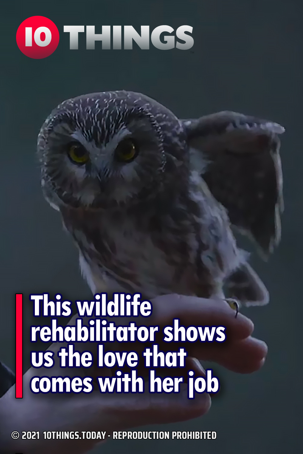 This wildlife rehabilitator shows us the love that comes with her job