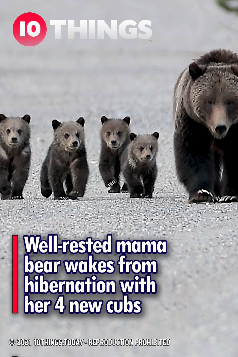 Well-rested mama bear wakes from hibernation with her 4 new cubs