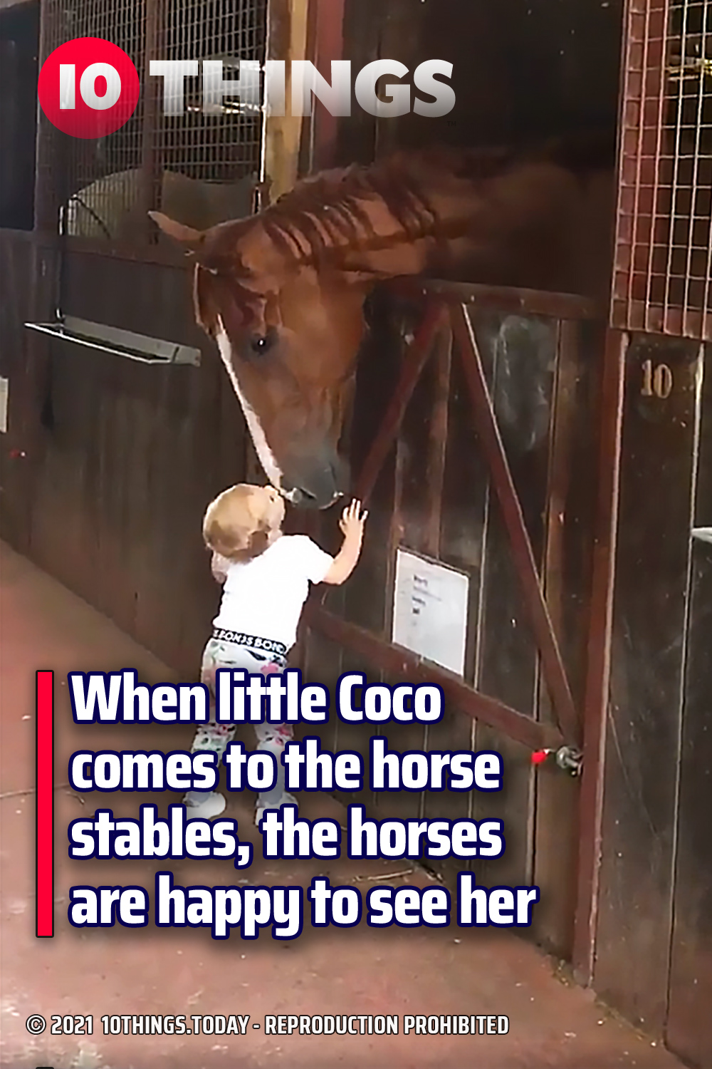When little Coco comes to the horse stables, the horses are happy to see her