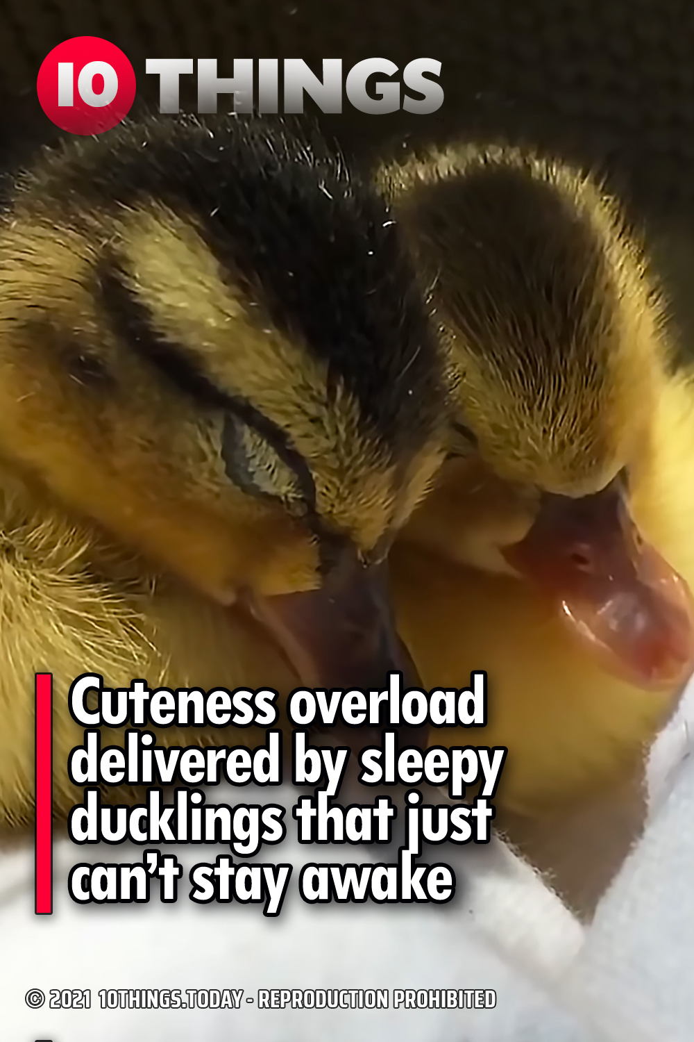 Cuteness overload delivered by sleepy ducklings that just can’t stay awake