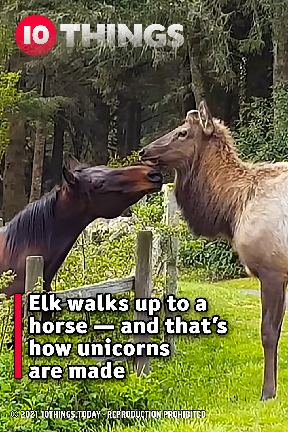 Elk walks up to a horse — and that’s how unicorns are made
