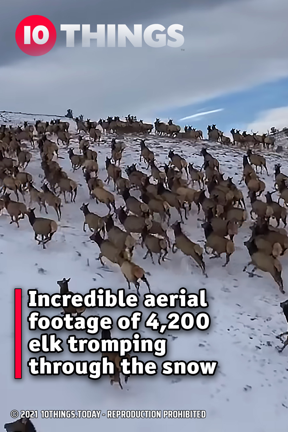 Incredible aerial footage of 4,200 elk tromping through the snow
