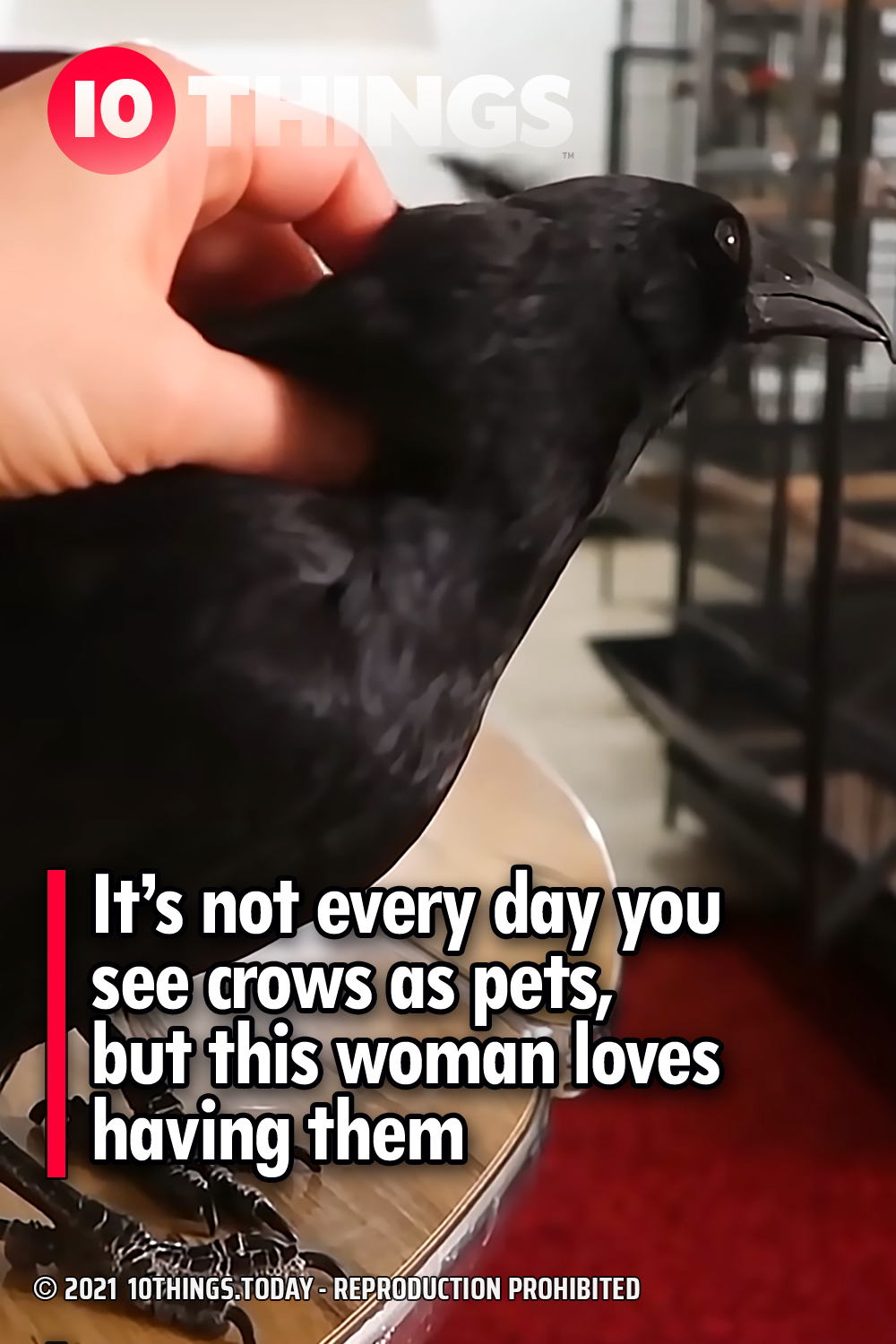 It’s not every day you see crows as pets, but this woman loves having them